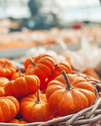 Close-up of pumpkins