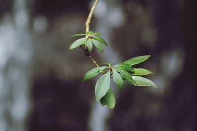 Close-up of fresh green plant