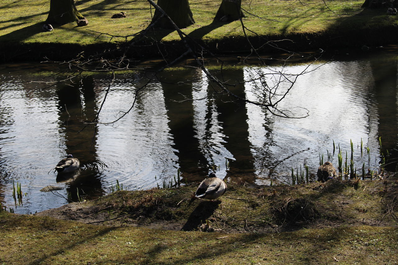 LOW SECTION OF MAN WITH DUCKS IN WATER