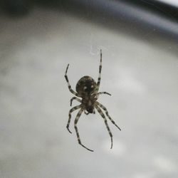 Close-up of spider