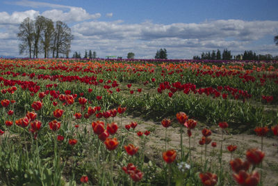 Close-up of poppies growing in field against sky