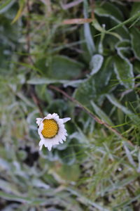 Close-up of flower growing outdoors