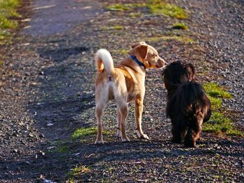 Dogs standing on field