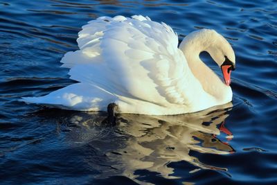 Close-up of swan swimming in lake