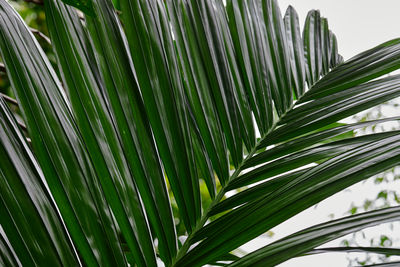 Close-up of coconut leaf on plant