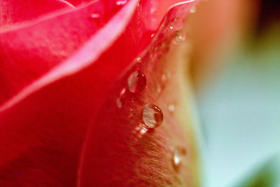 Macro shot of water drops on red flower