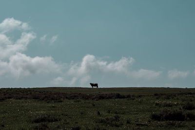 Distant view of cow on field against blue sky