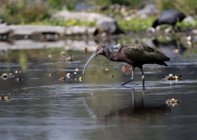 Close-up of bird in lake