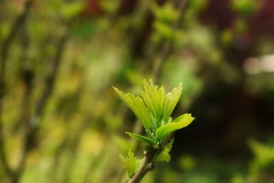 Close-up of plant growing on field