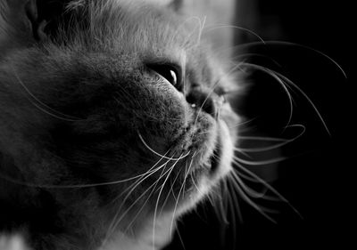 Close-up of cat looking away