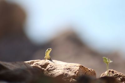 Close-up of lizard on rock