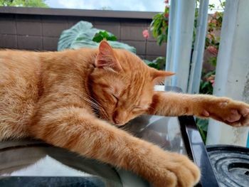 Close-up of a cat sleeping