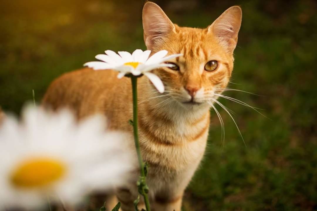 cat, mammal, feline, animal themes, pets, animal, domestic cat, domestic animals, domestic, one animal, whisker, vertebrate, no people, portrait, flowering plant, plant, nature, day, flower, looking at camera, ginger cat