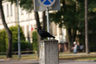 Bird perching on wooden post