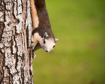 Close-up of squirrel on tree trunk