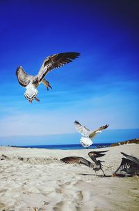 Seagulls flying over beach