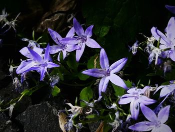 Close-up of purple flowering plants