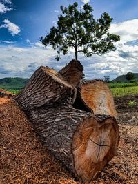 Tree stump on field against sky