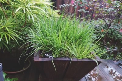 Close-up of plants