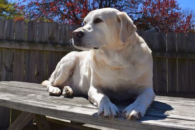 Close-up of dog sitting on wood