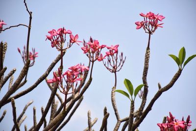 Low angle view of flowers against clear sky