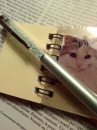 Close-up of cat