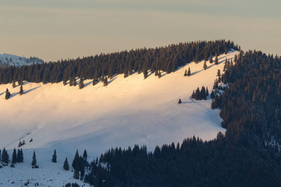 Panoramic view of pine trees on snow covered landscape against sky