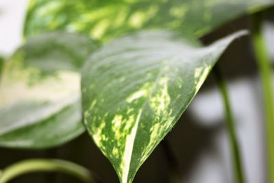 Close-up of plant