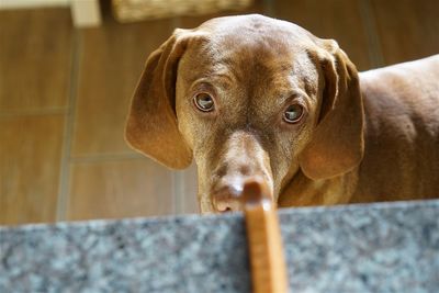 Close-up portrait of a dog