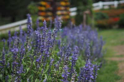 Close-up of purple flowering plants on field