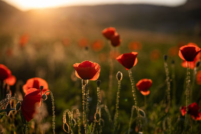 Close-up of red poppy flowers on field during sunset