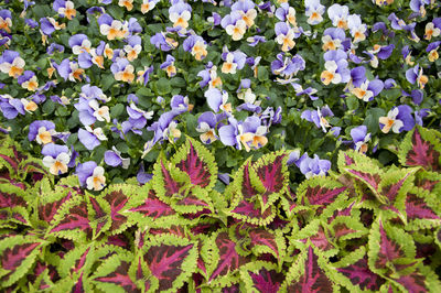 Close-up of flowers