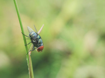 Close-up of insect on leaf