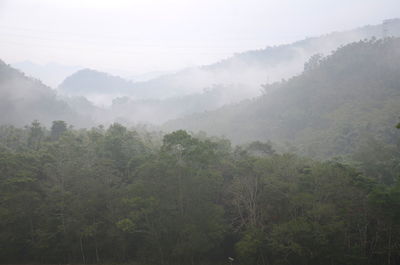 Scenic view of forest against sky during foggy weather