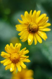 Close-up of yellow flower