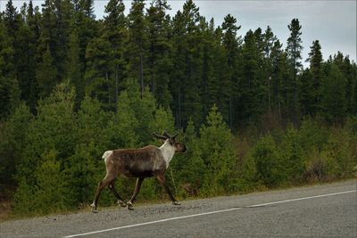 Side view of deer standing on road amidst trees