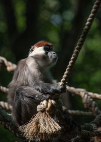 View of monkey sitting on tree
