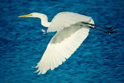 Close-up of bird flying over water