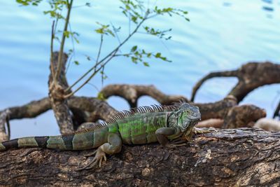 Close-up of lizard on rock