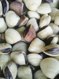Full frame shot of shells