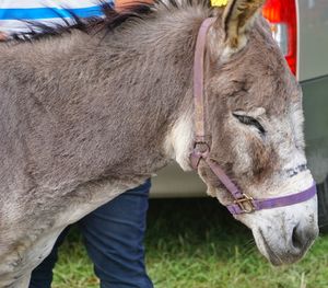 Close-up of horse standing outdoors