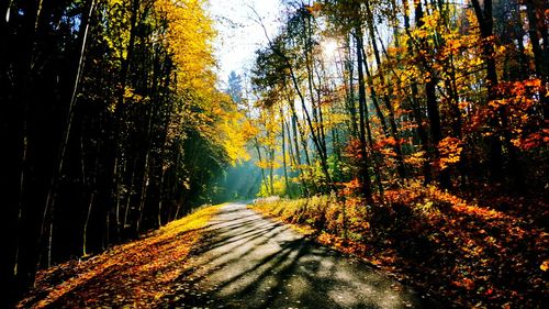 Road passing through forest