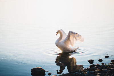 Swan swimming in lake