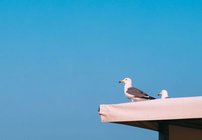 Low angle view of bird perching against clear blue sky