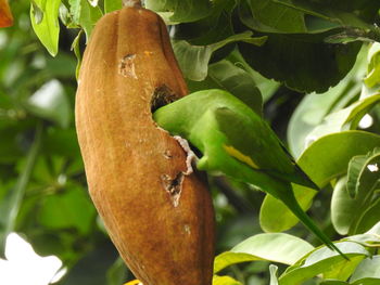 Close-up of insect on plant