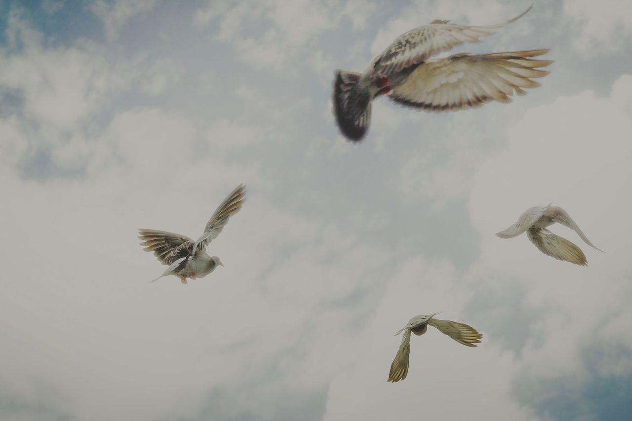 flying, animals in the wild, vertebrate, group of animals, animal wildlife, animal themes, bird, spread wings, animal, mid-air, nature, motion, no people, sky, day, low angle view, beauty in nature, cloud - sky, outdoors, zoology, flock of birds