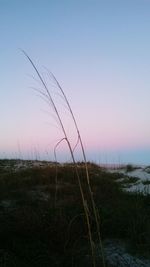 Close-up of grass against sky during sunset