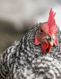 Close-up of parrot