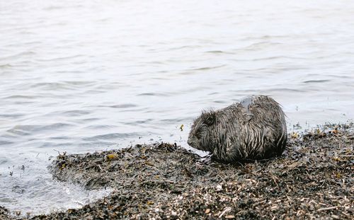 Close-up of bird in lake