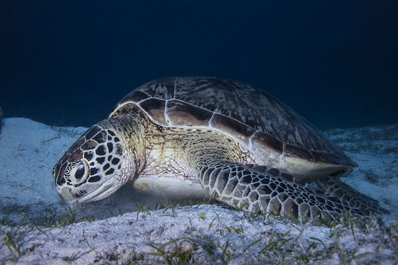 #underwaterphotography